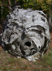 Bald-faced Hornet